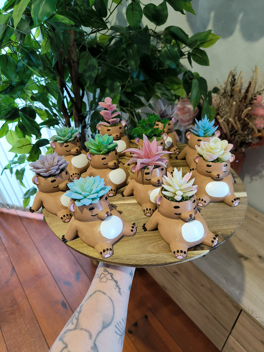 Oursonflore 🧸