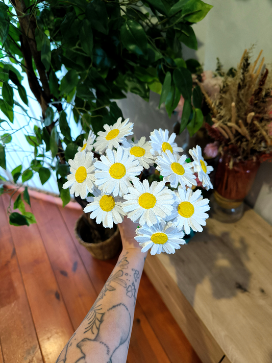Marguerite eternelle 🌼